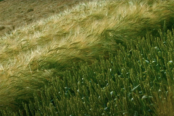 grano maesta | La Molisana