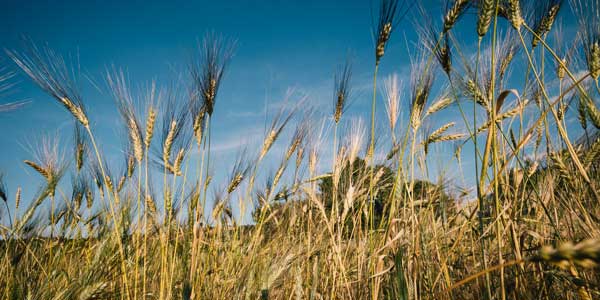 Filiera del grano - filiera alimentare e produttiva del grano