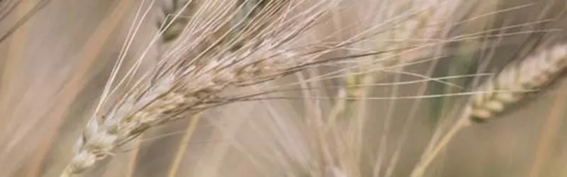 link filiera grano | La Molisana
