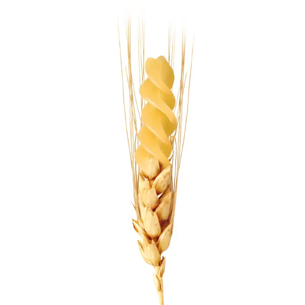 spiga grano | La Molisana