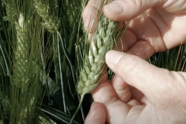 particolare grano maesta | La Molisana